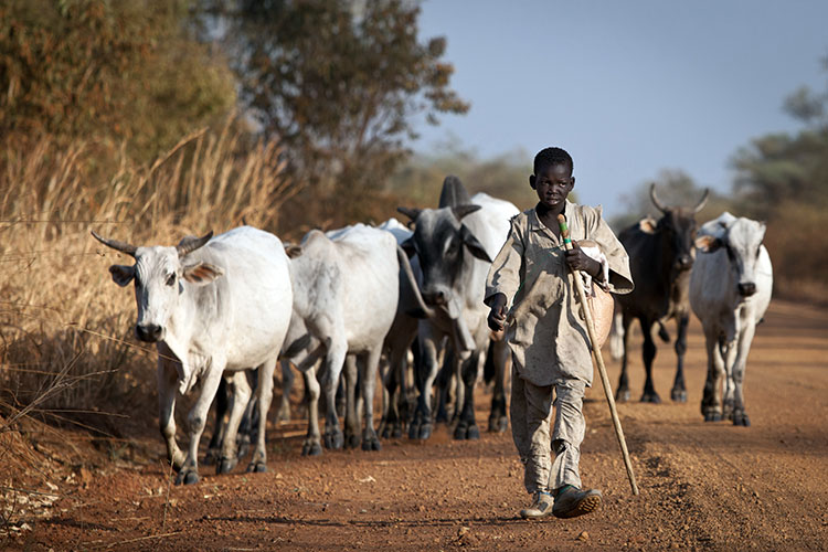 boy-leading-cattle